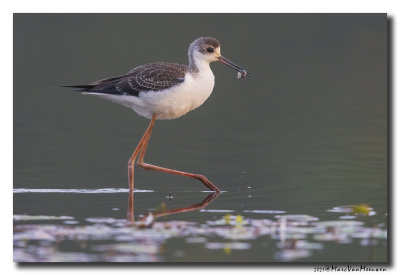 Steltkluut - Black-winged Stilt