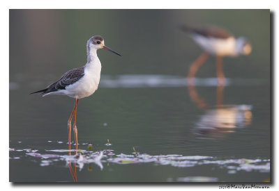 Steltkluut - Black-winged Stilt