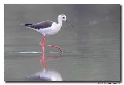 Steltkluut - Black-winged Stilt