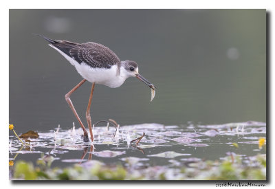 Steltkluut - Black-winged Stilt