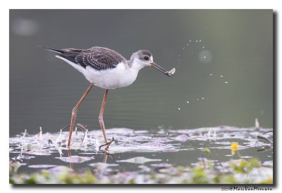 Steltkluut - Black-winged Stilt