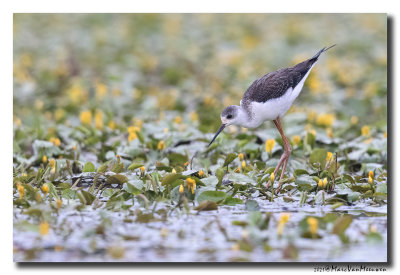 Steltkluut - Black-winged Stilt