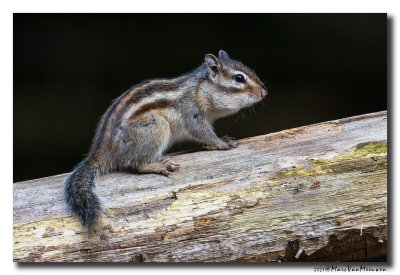 Siberische grondeekhoorn - Siberian Chipmunk