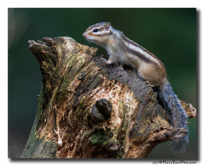 Siberische grondeekhoorn - Siberian Chipmunk
