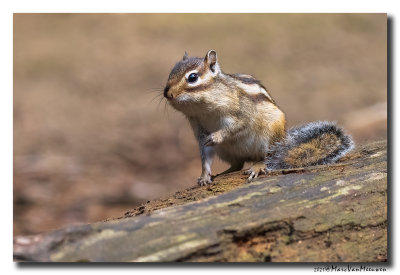 Siberische grondeekhoorn - Siberian Chipmunk