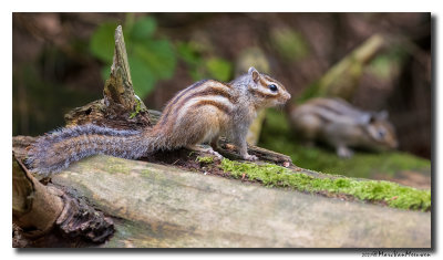Siberische grondeekhoorn - Siberian Chipmunk