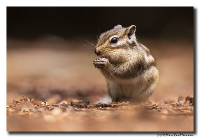 Siberische grondeekhoorn - Siberian Chipmunk
