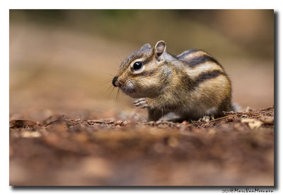 Siberische grondeekhoorn - Siberian Chipmunk
