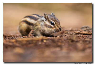 Siberische grondeekhoorn - Siberian Chipmunk
