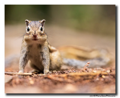 Siberische grondeekhoorn - Siberian Chipmunk