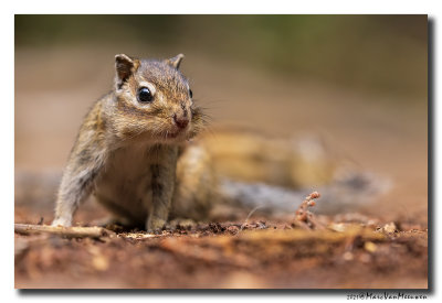Siberische grondeekhoorn - Siberian Chipmunk