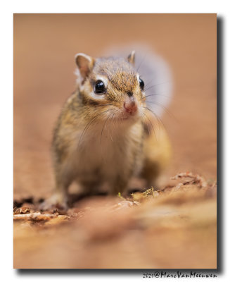 Siberische grondeekhoorn - Siberian Chipmunk