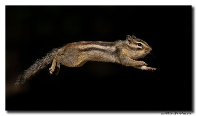 Siberische grondeekhoorn - Siberian Chipmunk