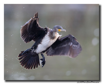 Aalscholver - Great Cormorant