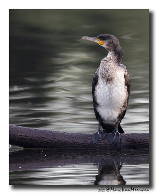 Aalscholver - Great Cormorant