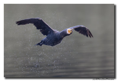 Aalscholver - Great Cormorant