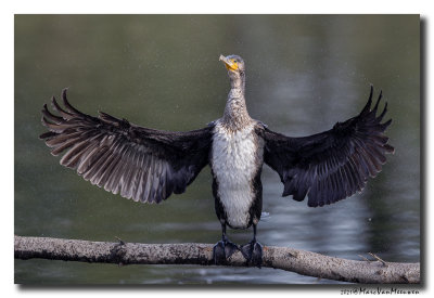 Aalscholver - Great Cormorant