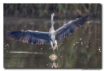 Blauwe Reiger - Grey Heron