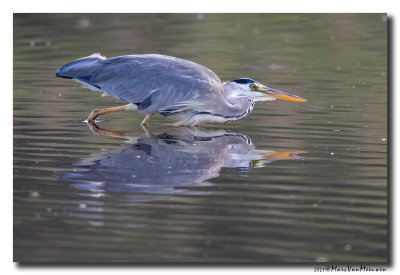 Blauwe Reiger - Grey Heron