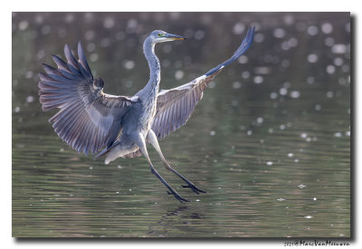 Blauwe Reiger - Grey Heron