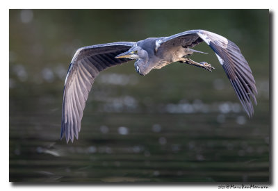Blauwe Reiger - Grey Heron