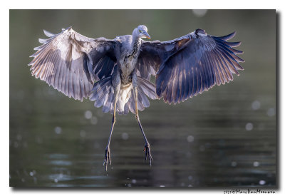 Blauwe Reiger - Grey Heron