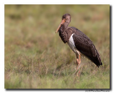 Zwarte Ooievaar - Black Stork