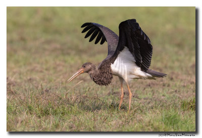 Zwarte Ooievaar - Black Stork