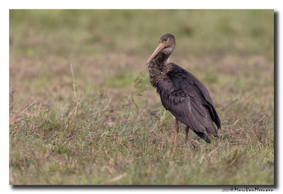 Zwarte Ooievaar - Black Stork