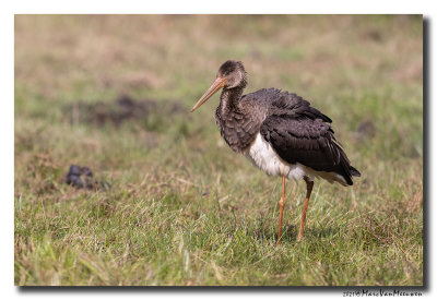 Zwarte Ooievaar - Black Stork