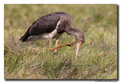 Zwarte Ooievaar - Black Stork