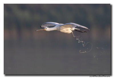 Lepelaar - Spoonbill