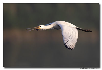 Lepelaar - Spoonbill