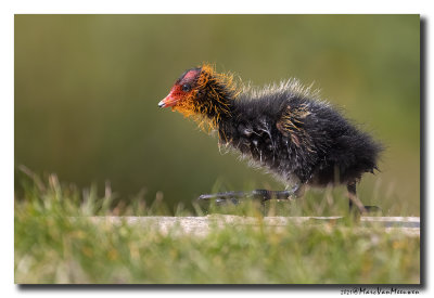 Meerkoet - Coot