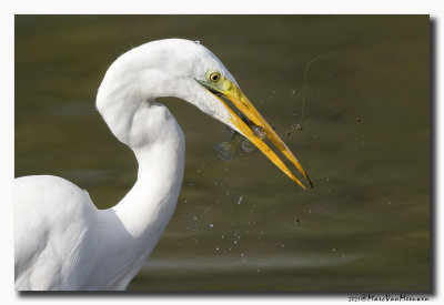 Grote Zilverreiger - Great Egret