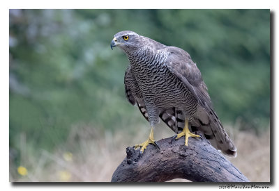 Havik - Northern Goshawk