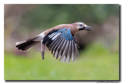 Gaai - Jay