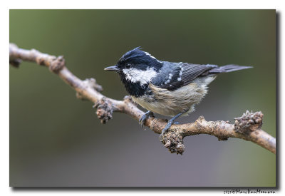 Zwarte Mees - Coal Tit