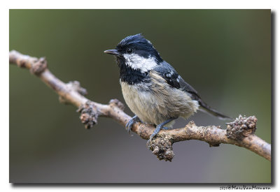 Zwarte Mees - Coal Tit