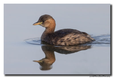 Dodaars - Little Grebe