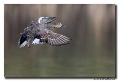 Krakeend - Gadwall
