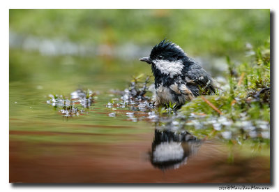 Zwarte Mees - Coal Tit