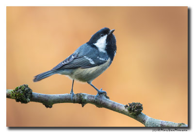 Zwarte Mees - Coal Tit