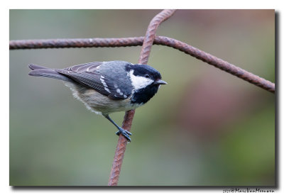Zwarte Mees - Coal Tit