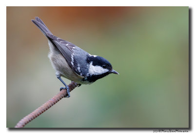 Zwarte Mees - Coal Tit