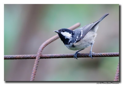 Zwarte Mees - Coal Tit