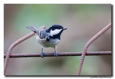 Zwarte Mees - Coal Tit