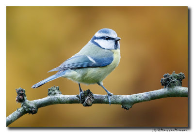 Pimpelmees - Blue Tit