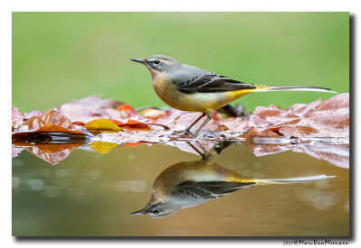 Grote Gele Kwikstaart - Grey Wagtail