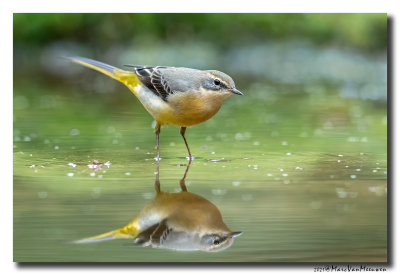 Grote Gele Kwikstaart - Grey Wagtail